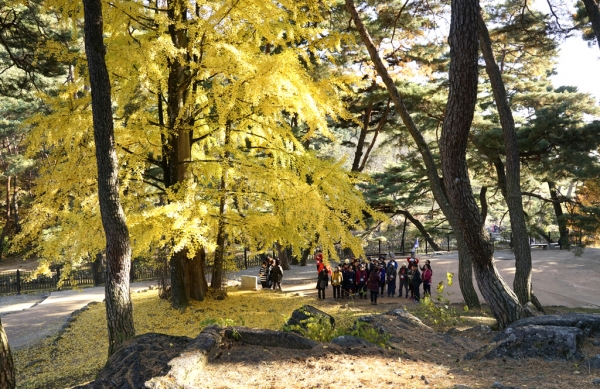 깊어가는 가을 부석사 풍경(성동문화원 회원)