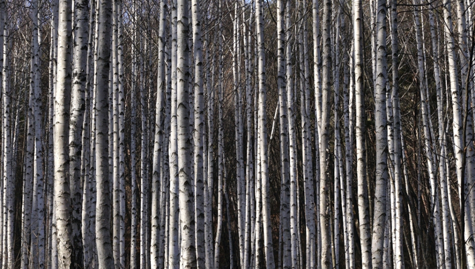 (2020.01.26(일) 인제 원대리 자작나무 숲 (사진: 김광부 기자)