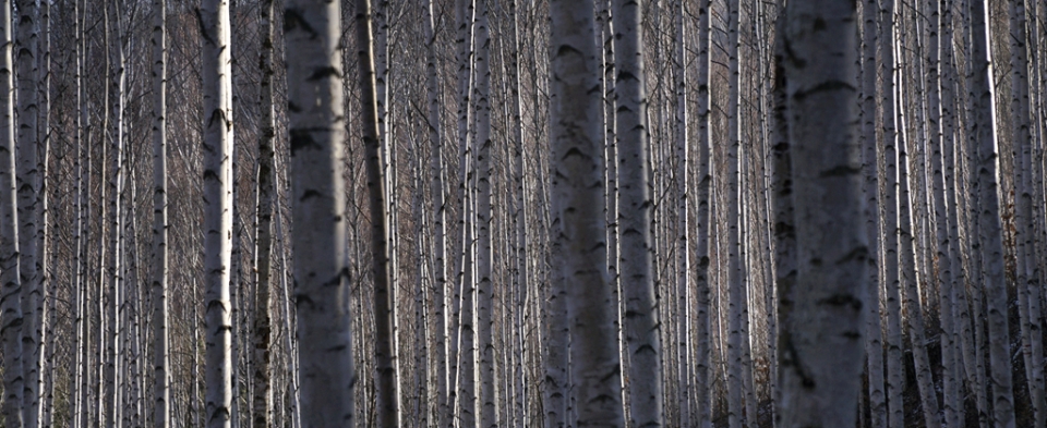(2020.01.26(일) 인제 원대리 자작나무숲 (사진: 김광부 기자)