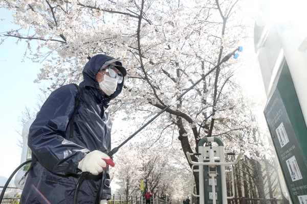 31일 오전 성동구청 관계자가 벚꽃이 만개한 송정제방 산책로를 방역소독하고 있다.