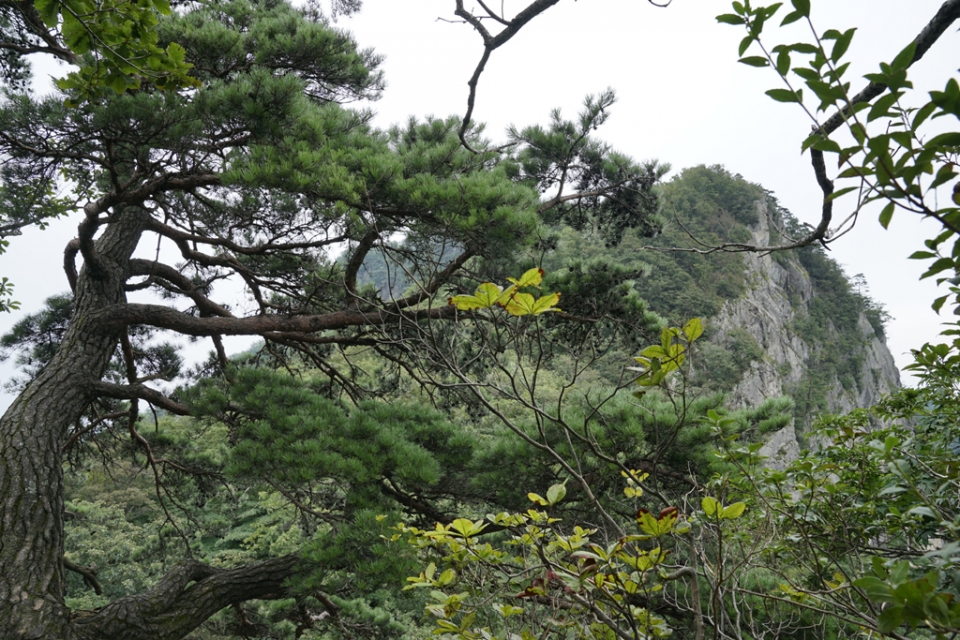 (2020.08.05(토) 천천히 오르는 도전 프로젝트 월악산 등산) "월악산 영봉 가는길" (청송과 기묘한 암반) 사진 김광부 기자