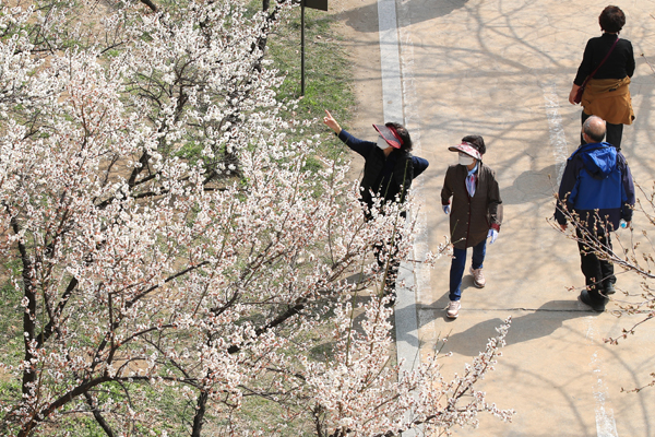 19일 오후 성동구 용답역 인근 산책로에서 사람들이 매화나무 길을 걷고 있다.